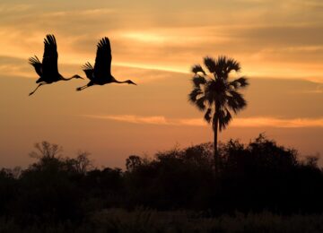 10 Wilderness_Safaris_Botswana_DumaTau_Camp_Dana_Allen_Voegel