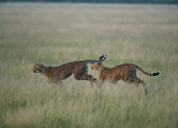 2 MM_Kalahariplains_Wildlife_09_42