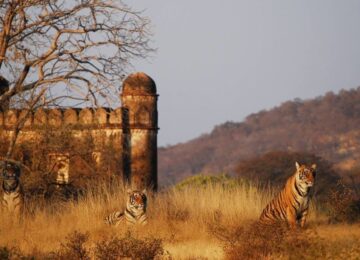 3 SUJAN-Sher-Bagh-India