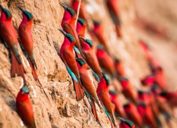 3_Afrika-Sambia-Luxury-Safari-birdwatching-South-Luangwa-Bienenfresser-Vogelbeobachtung-Chinzombo-@Time_and_Tide-1024×683