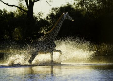 4 @Wilderness_Safaris_Botswana_DumaTau_Camp_Dana_Allen_Giraffe