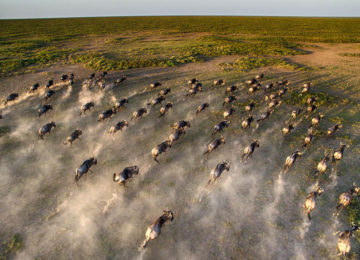 Close-up-aerial-wildebeest-great-migration.jpg