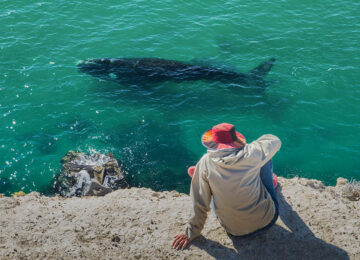 7 about-rincon-chico-whales