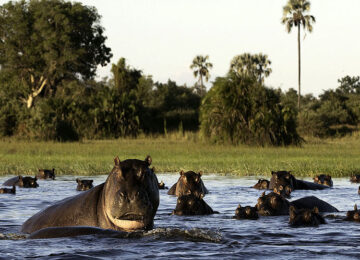 8 Mombo-WildernessSafaris-15e