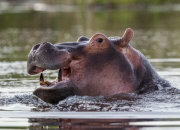 9 @Wilderness_Safaris_Botswana_Vumbura_Plains_Caroline_Culbert_Nilpferd