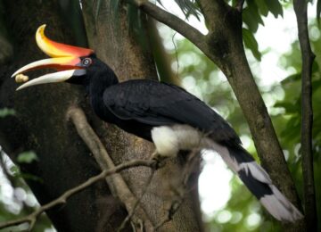 9 Nature_Black Rhinoceros Hornbill Buceros rhinoceros, ©Tourism Malaysia