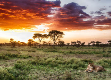 lion-and-sunset-on-a-Tanzania-Safari.jpg