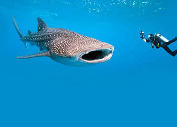 9_Whale-Shark©Thanda-Island