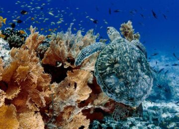 Alphonse-Island-marinelife-turtle-1024×735