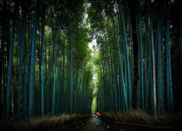 Arashiyama-Bamboo-Forest-©The-Ritz-Carlton-Kyoto