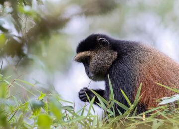 C.Culbert_Rwanda_GoldenMonkey-2