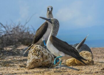 GPS91050-blue-footed-booby-1024×663