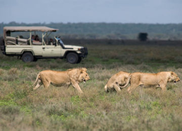 Africa; Tanzania; Sanctuary Kusini Camp; Serengeti Game Drive