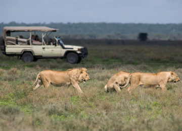 Africa; Tanzania; Sanctuary Kusini Camp; Serengeti Game Drive
