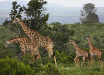 Giraffe-2010-IMG_0399-1024×683