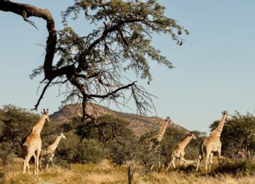 Giraffen-©Gmundner-Lodge-1024×683