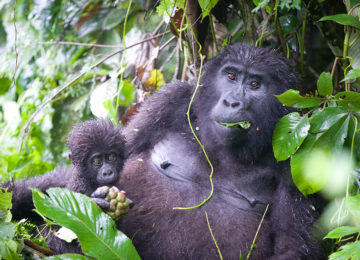 Gorilla Mum and Baby