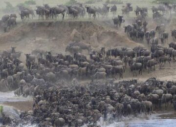 Herde Gnus Mara @ Asilia Afrika