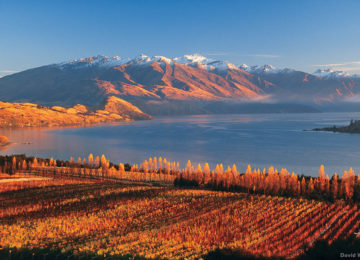 L137-Rippon-Vineyard-Lake-Wanaka-David-Wall