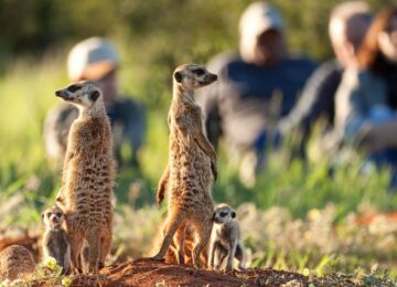 Meerkat©TswaluKalahari-2-1024×576