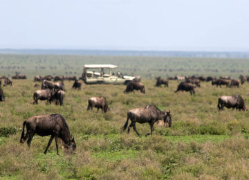Africa; Tanzania; Sanctuary Kusini Camp; Serengeti Migration
