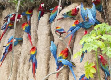 Tambopata-Research-Center-Lodge-Activities-Aves-JC-Colpa-Mealy-Parrots-Jeff-Cremer-1-1024×683