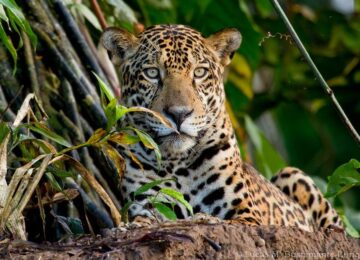 Tambopata-Research-Center-Lodge-Activities-Mamiferos-Jaguar