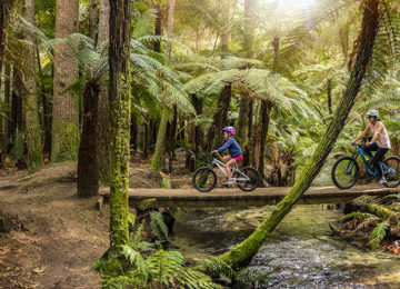 Whakarewarewa-Forest-Rotorua-©-Julian-Apse-Tourism-New-Zealand
