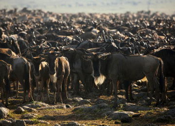 Wildlife Great Migration