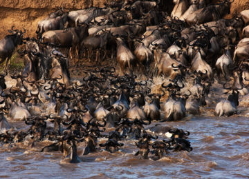 Wildlife Great Migration Mara