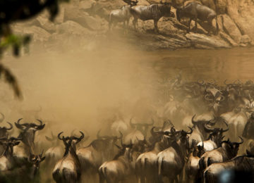 Wildlife Great Migration Mara Fluss