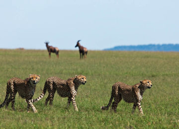 Wildlife Tansania Serengeti
