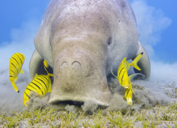 Male Dugong and Golden trevally (Gnathanodon speciosus) feeding on seagrass beds in Red Sea – Marsa Alam – Egypt