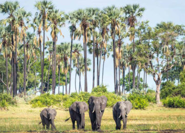 elefanten_okavango