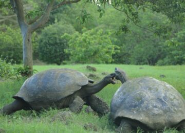 giant-tortoise©big-15-1024×681