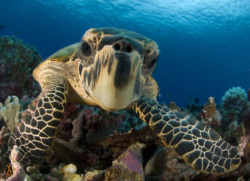 Close-up hawksbill sea turtle underwater by colorful coral