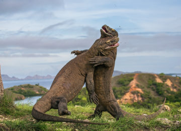 Two Komodo dragon fight with each other.