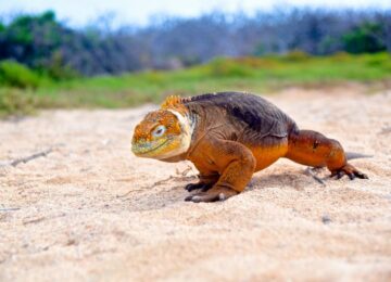 land-iguana©big-15-1-e1563805288783-1024×637