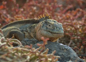 santa-fe-iguana©big-15-1024×681