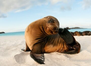 sea-lion©big-15-1024×680