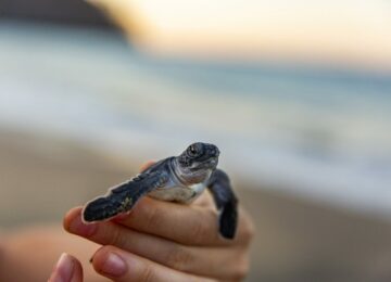 sensational-marine-life-min-1024×683