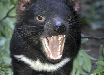 tasmanian-devil